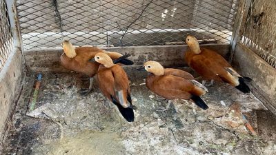 Kırşehir’de bir evde beslenen 5 anguta el konuldu. İl Emniyet