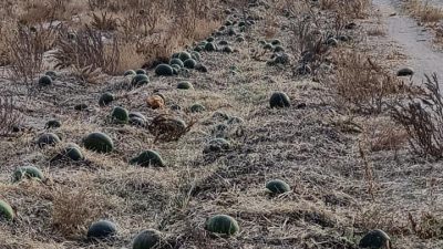 Çiftçi Ürünü Hasat Etmekten Vazgeçti. İncesu’da domates tarlada Ihlara’da karpuz