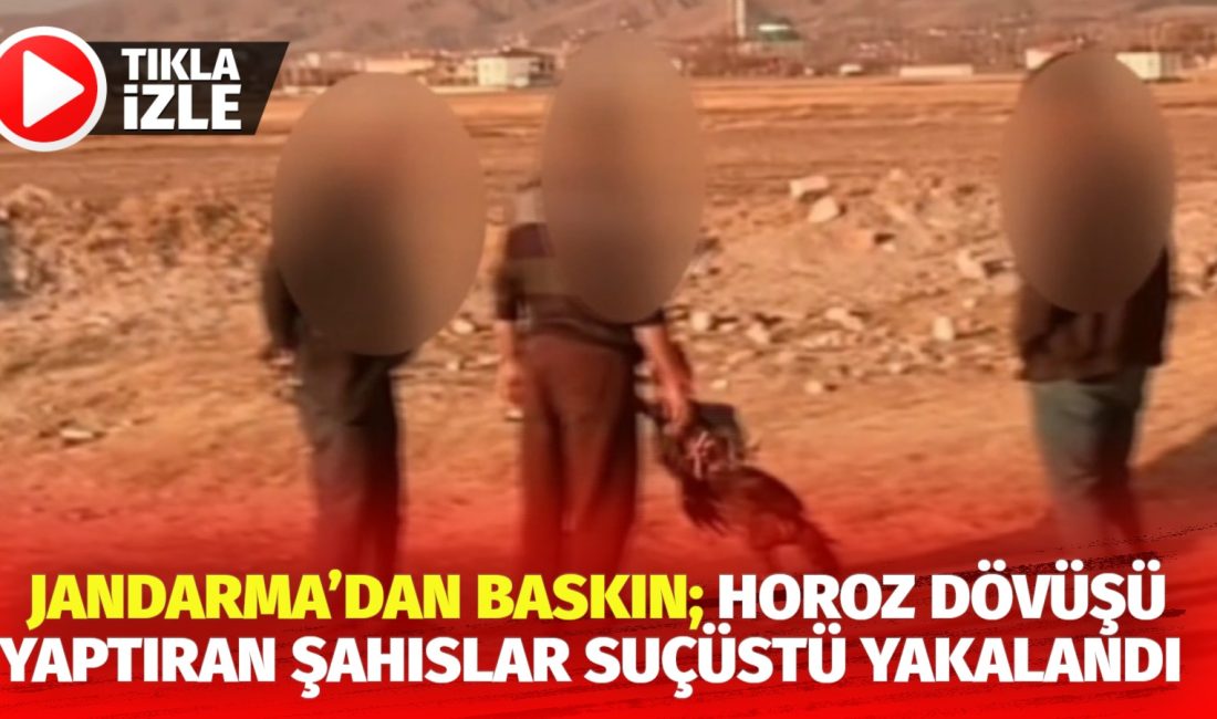 Aksaray’da horoz dövüşü yaptırmak