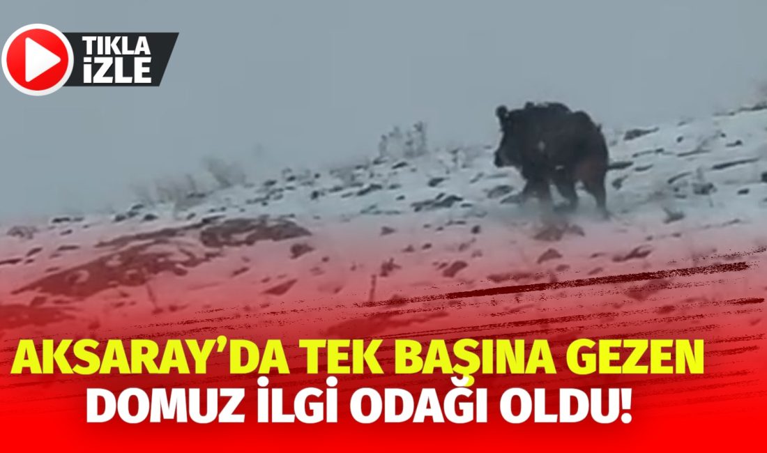 Aksaray’da bir domuz sürüsünü