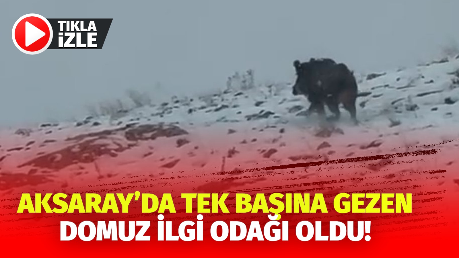Aksaray’da bir domuz sürüsünü kaybettikten sonra dağlık arazide tek başına