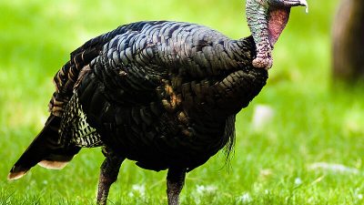 Ankara'daki bir grup kamu çalışanı, "Diyarbakır'da kuracağı hindi çiftliğinden yüksek