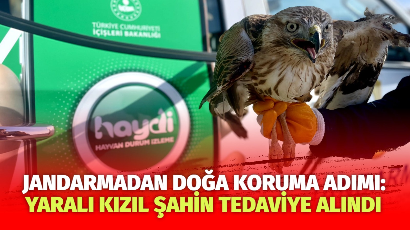 Jandarmadan doğa koruma adımı: Yaralı kızıl şahin tedaviye alındı