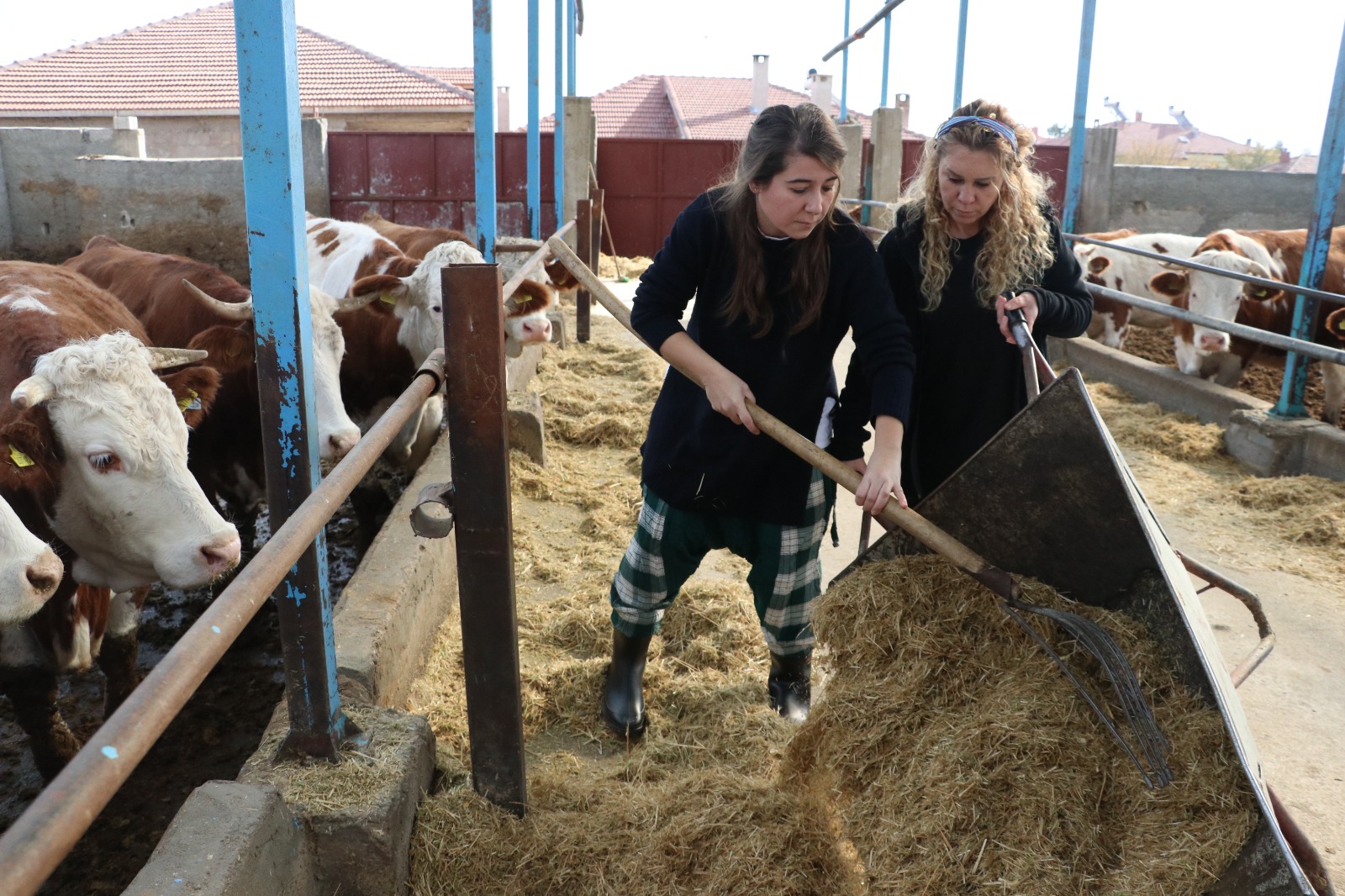 Gelin görümce kariyerlerinden vazgeçip kurdukları çiftlikte büyükbaş hayvanlara bakıyor