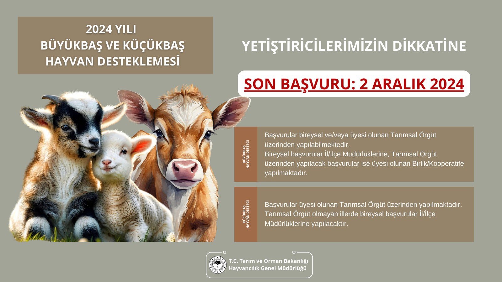 Buzağı ve kuzu destekleme başvurularında son gün yaklaşıyor!