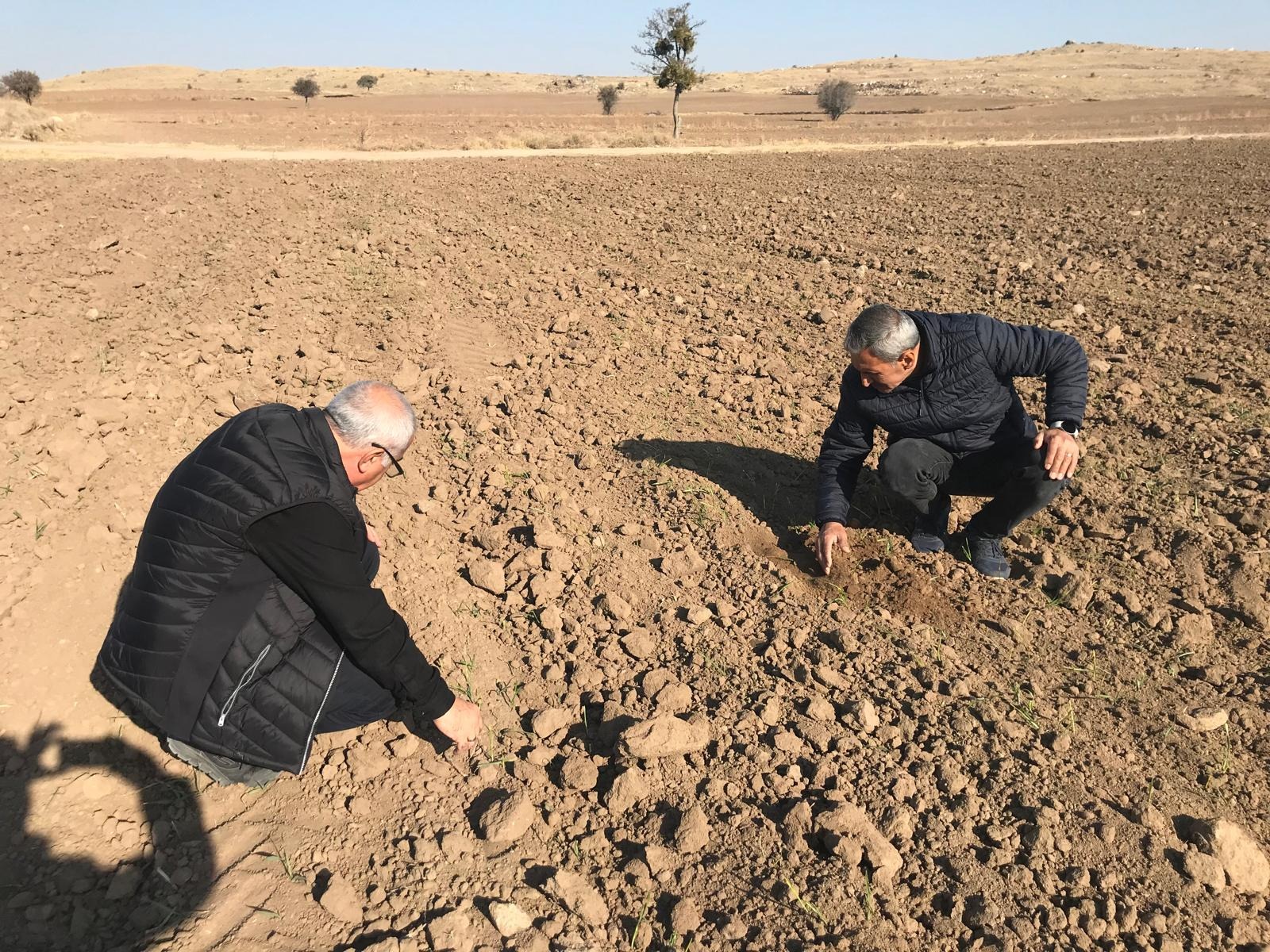 Aksaray’da hububat ekili tarım arazilerinde kontrol işlemleri sürüyor