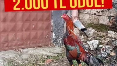 Aksaray’ın Ortaköy ilçesi Çankaya Mahallesi’nde bir horozun kaybolması, mahallede ilginç