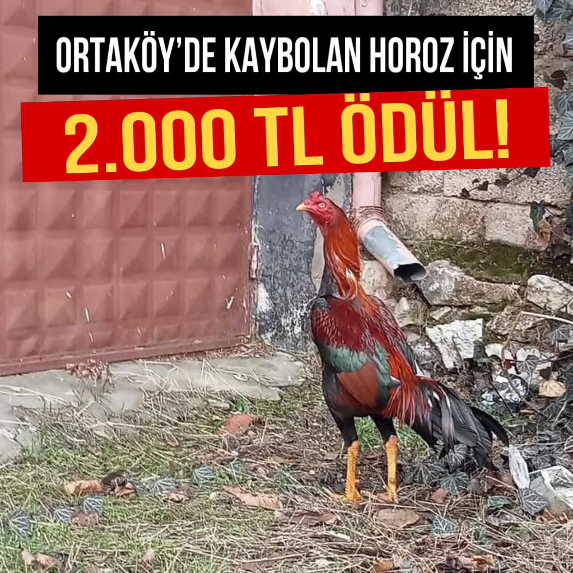 Ortaköy’de kaybolan horoz için 2.000 TL ödül!