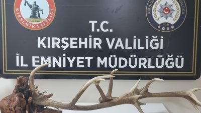Nesli tükenme tehlikesinde olan kızıl geyik kafasını internet üzerinden satmaya