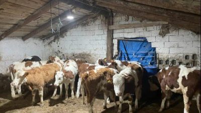 Kayseri'de büyükbaş hayvan dolandırıcılığı yaptıkları iddiasıyla 4 şüpheli gözaltına alındı.