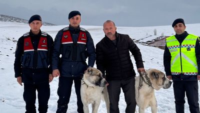 Jandarma ekipleri Kırşehir'de çalınan Aksaray malaklısı cinsi 2 çoban köpeğini