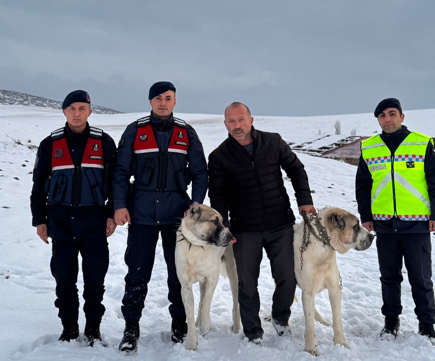 Çalınan çoban köpeklerini jandarma buldu
