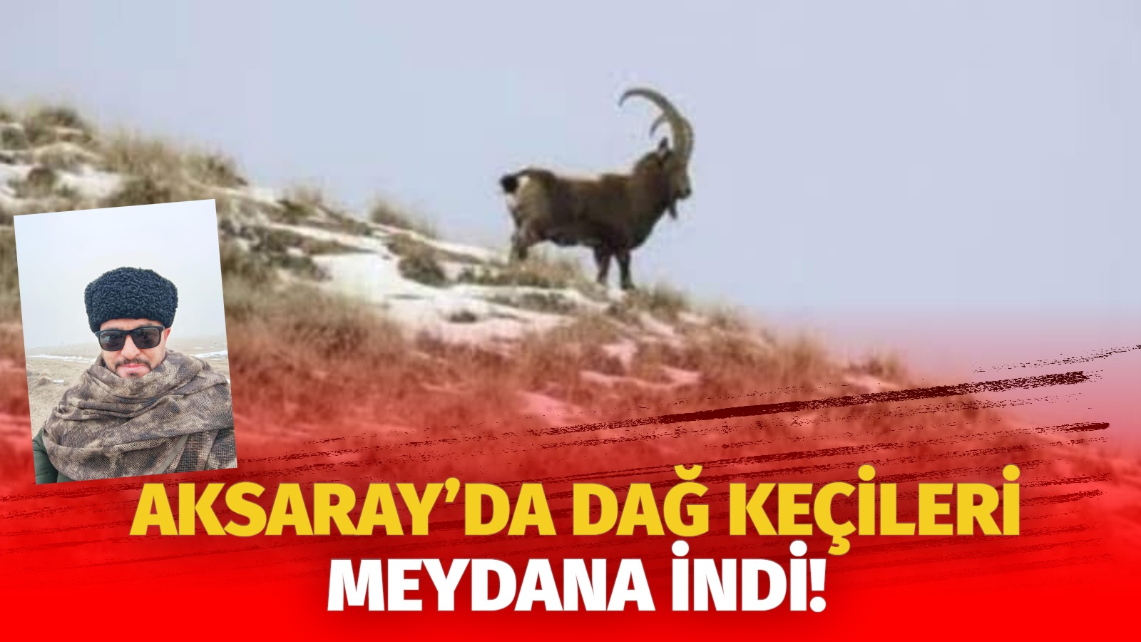 Aksaray’da dağ keçileri meydana indi!