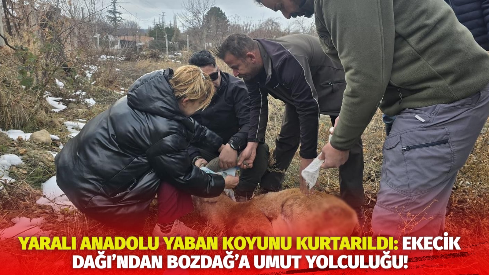 Yaralı Anadolu yaban koyunu kurtarıldı: Ekecik Dağı’ndan Bozdağ’a umut yolculuğu!