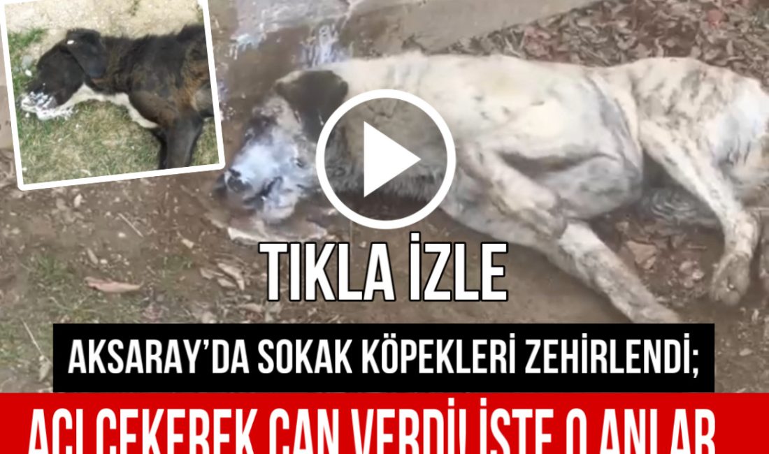 Aksarayda sokak köpeklerinin zehirlendiği