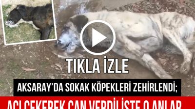 Aksarayda sokak köpeklerinin zehirlendiği iddiası infial yarattı. Olay yerinde hayvansever