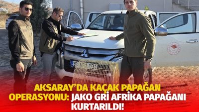 Aksaray’da Jako Gri Afrika Papağanı (Psittacus Erithacus) kaçak satışı yapan