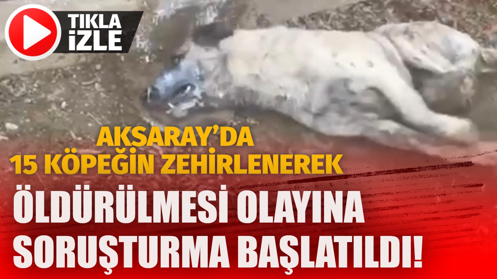 Aksaray’da 15 köpeğin zehirlenerek öldürülmesi olayına soruşturma başlatıldı!