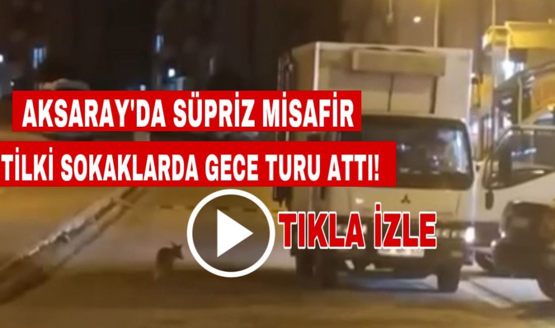 Aksaray Cumhuriyet Mahallesi 8. Etap TOKİ blokları civarında bir tilkinin