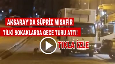 Aksaray Cumhuriyet Mahallesi 8. Etap TOKİ blokları civarında bir tilkinin