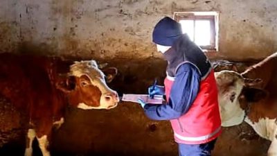 Aksaray Tarım ve Orman İl Müdürlüğü tarafından büyükbaş hayvanlarda görülen