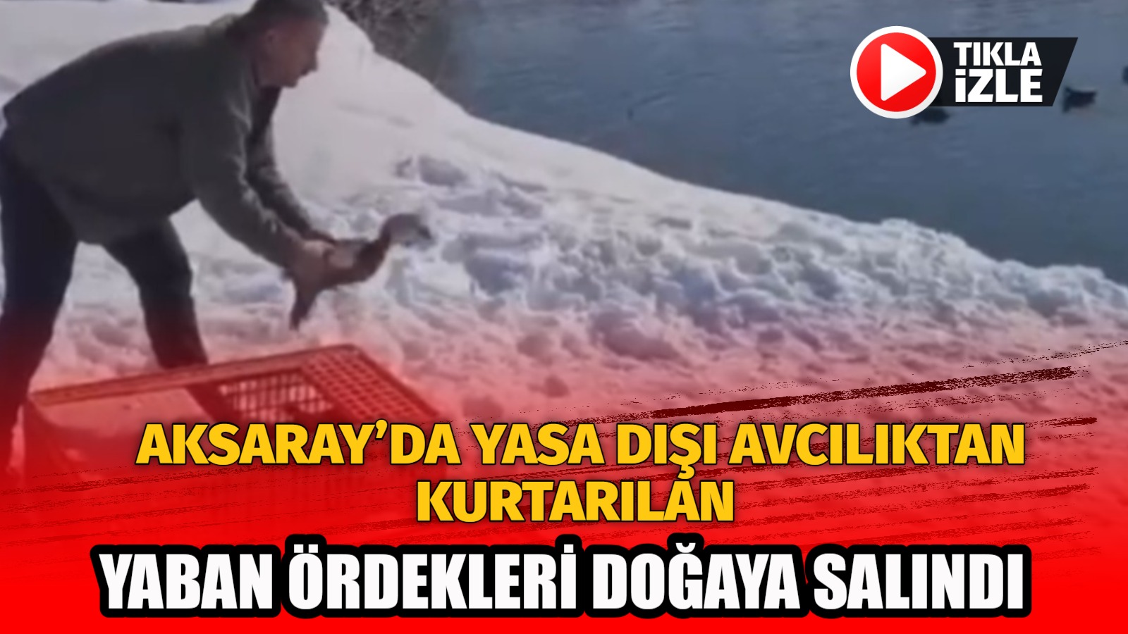Aksaray’da yasa dışı avcılıktan kurtarılan yaban ördekleri doğaya salındı