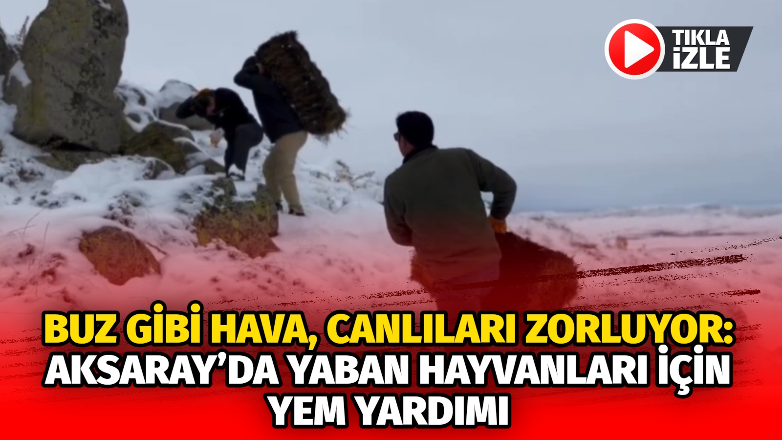 Buz gibi hava, canlıları zorluyor: Aksaray’da yaban hayvanları için yem yardımı