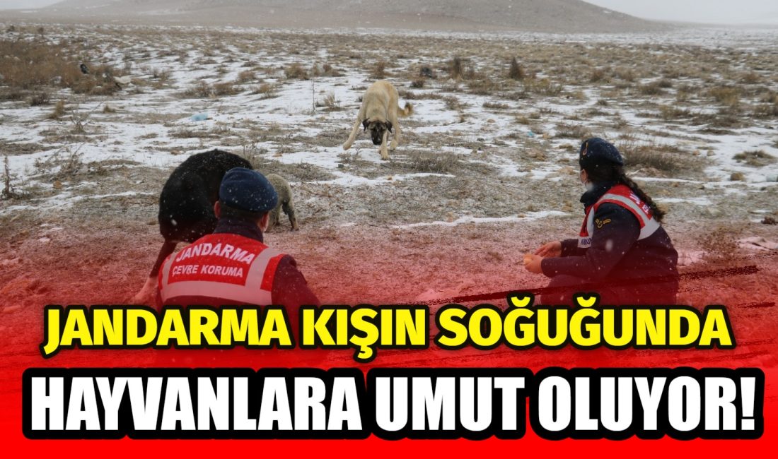 Aksaray’da dondurucu soğuklar hayvanları tehdit ederken, Jandarma ekipleri yaban hayatına