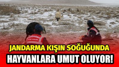 Aksaray’da dondurucu soğuklar hayvanları tehdit ederken, Jandarma ekipleri yaban hayatına