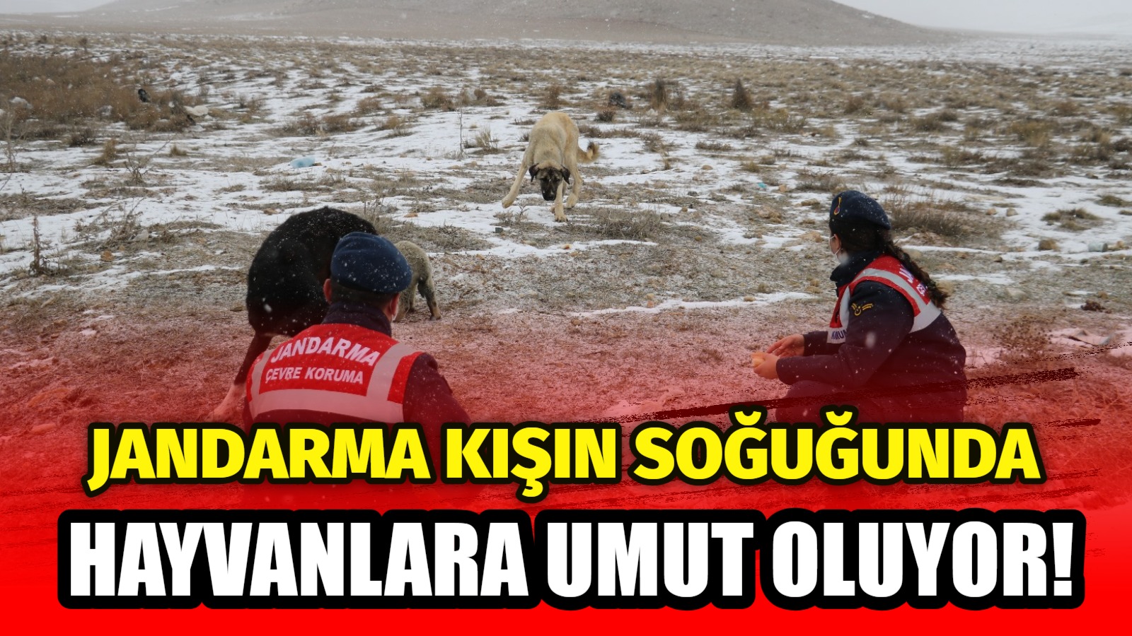 Aksaray’da dondurucu soğuklar hayvanları tehdit ederken, Jandarma ekipleri yaban hayatına