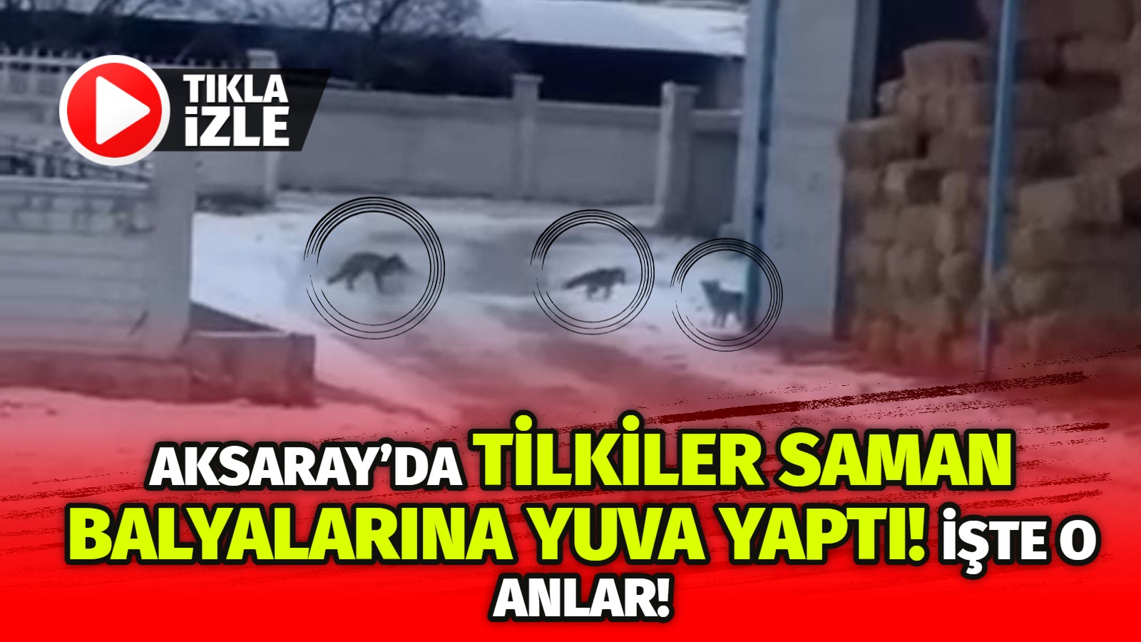 Aksaray’da tilkiler saman balyalarına yuva yaptı! İşte o anlar!