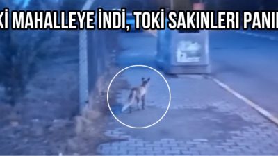 Apartman girişlerinde dolaşan tilkiyi görenler şaşkınlık yaşarken, bazı vatandaşlar korkuyla