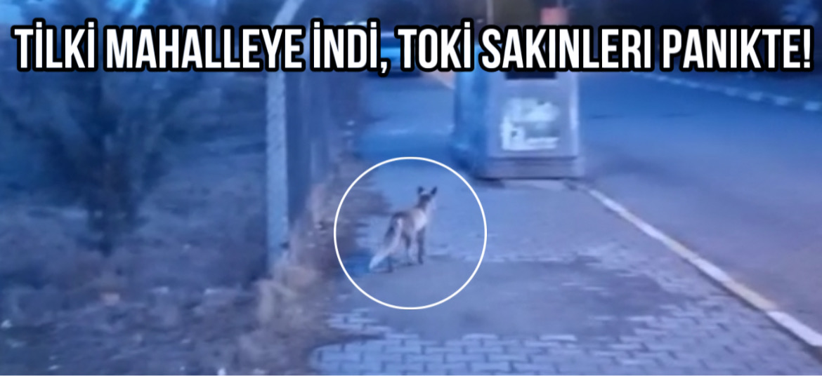 Tilki Mahalleye İndi, TOKİ Sakinleri Panikte!