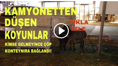 Aksaray’da gece saatlerinde kamyonetten düşen koyunlar, araç sürücülerinin dikkatli müdahalesiyle