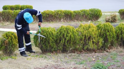 Aksaray Belediyesi, Şehirlerarası Otobüs Terminali’nde doğal çevreyi korumak amacıyla mazı