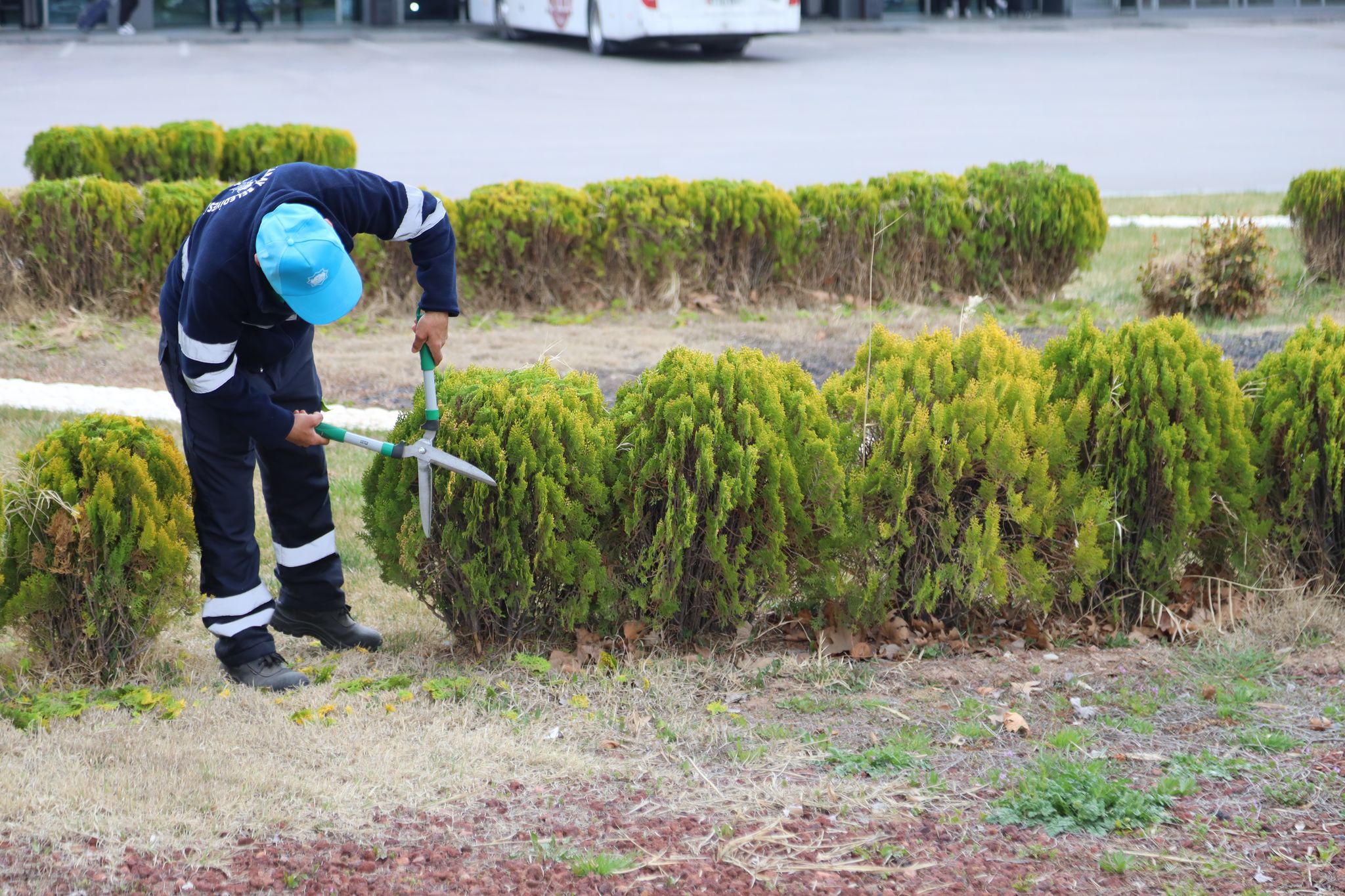 Aksaray Belediyesi, Şehirlerarası Otobüs Terminali’nde doğal çevreyi korumak amacıyla mazı
