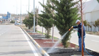 Aksaray Belediyesi, şehir genelindeki ağaçların sağlıklı büyümesini sağlamak ve zararlı