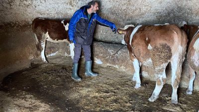 Ağaçören İlçe Tarım ve Orman Müdürlüğü, 2025 yılı büyükbaş hayvan
