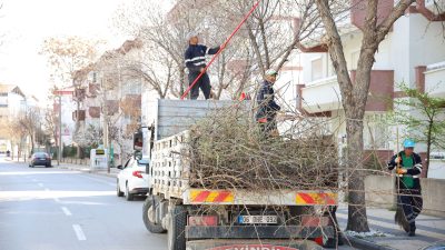 Aksaray Belediyesi, şehrin yeşil dokusunu korumak ve ağaçların sağlıklı gelişimini