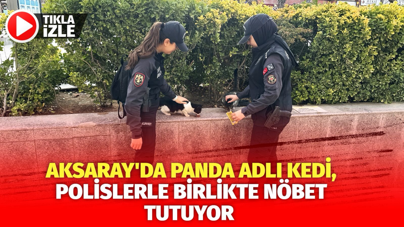 Aksaray’da Panda adlı kedi, polislerle birlikte nöbet tutuyor 