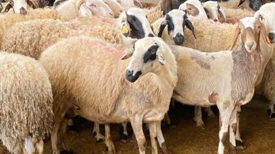 Üreticiler dikkat! 2025 yılı kuzu ve oğlak desteklemeleri için aşı