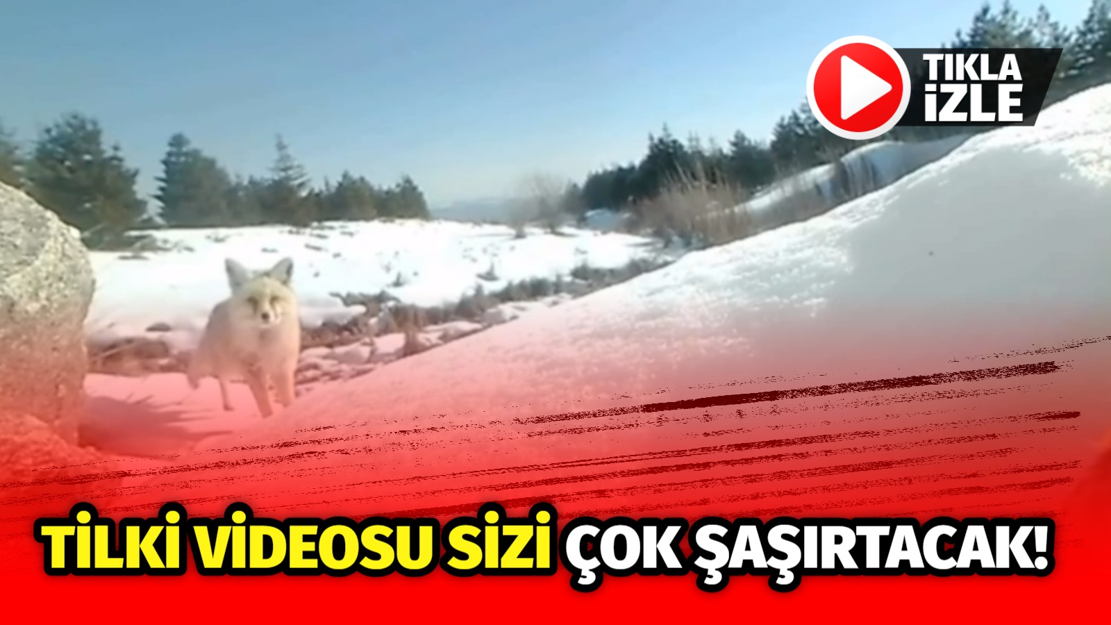 Tilki videosu sizi çok şaşırtacak!
