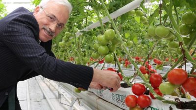Aksaray Valisi Mehmet Ali Kumbuzoğlu, kentte üretime başlayan TEAM AGRO