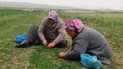 Aksaray’da baharın gelişiyle birlikte çıtlık sezonu hareketlendi. Yağışların ardından doğada