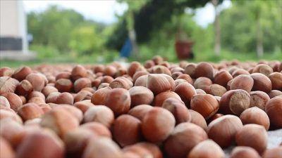 Türkiye, fındık ihracat sezonunun 7 aylık döneminde 1,7 milyar doları