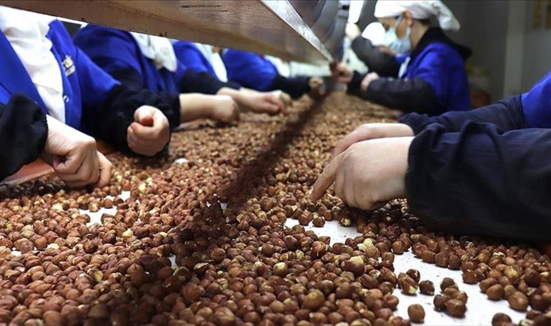 Türkiye'nin ocak-mart dönemindeki fındık ihracatının değerde yüzde 36'sı Trabzon'daki firmalarca