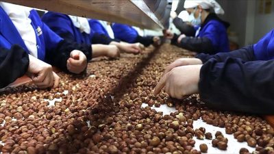 Türkiye'nin ocak-mart dönemindeki fındık ihracatının değerde yüzde 36'sı Trabzon'daki firmalarca