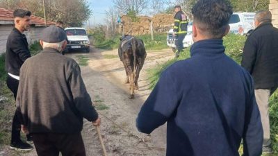 Aksaray’ın Ortaköy ilçesine bağlı Çiftevi Köyü’nde foseptik çukuruna düşen inek,