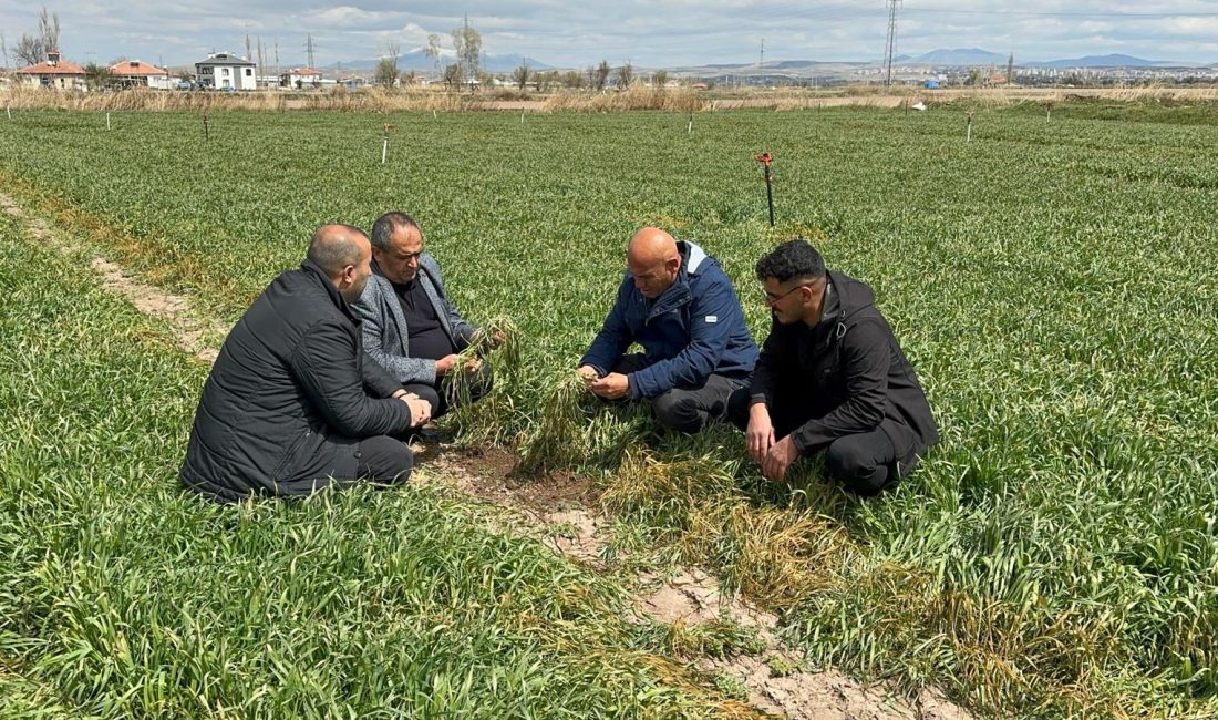 Aksaray’da Cuma gecesi etkili olan şiddetli don, tarım arazilerinde ciddi