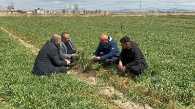 Aksaray’da Cuma gecesi etkili olan şiddetli don, tarım arazilerinde ciddi